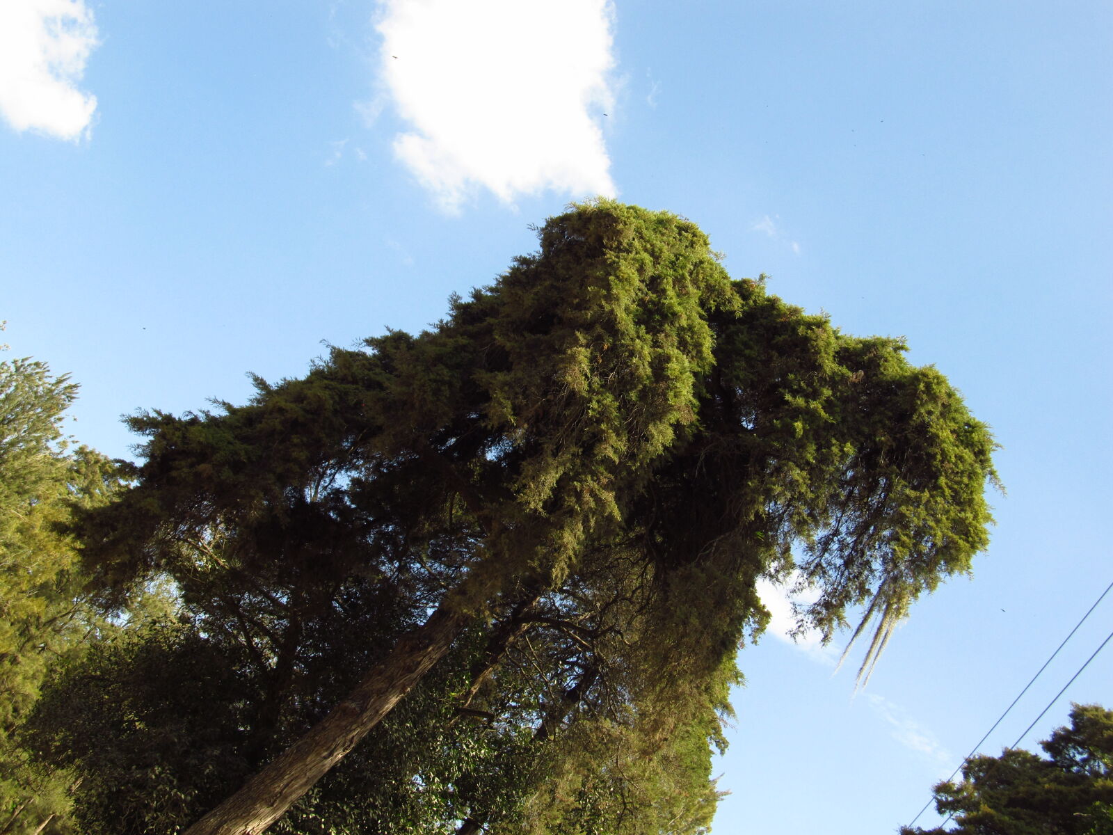 Canon PowerShot SX130 IS sample photo