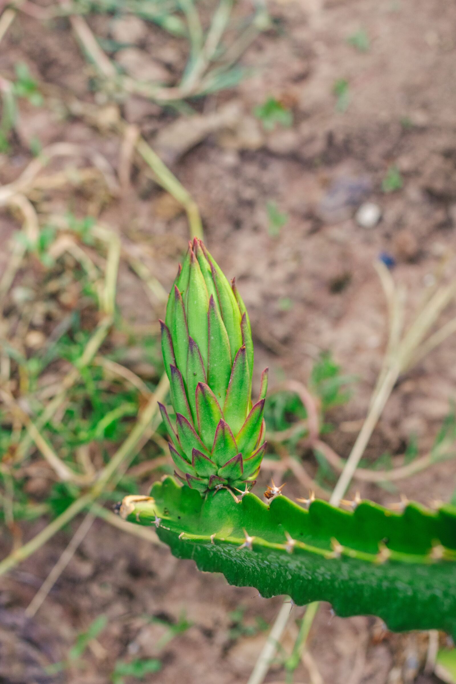 Canon EOS 700D (EOS Rebel T5i / EOS Kiss X7i) + Canon EF 50mm F1.8 STM sample photo. Thorns, dragon fruit, fruit photography