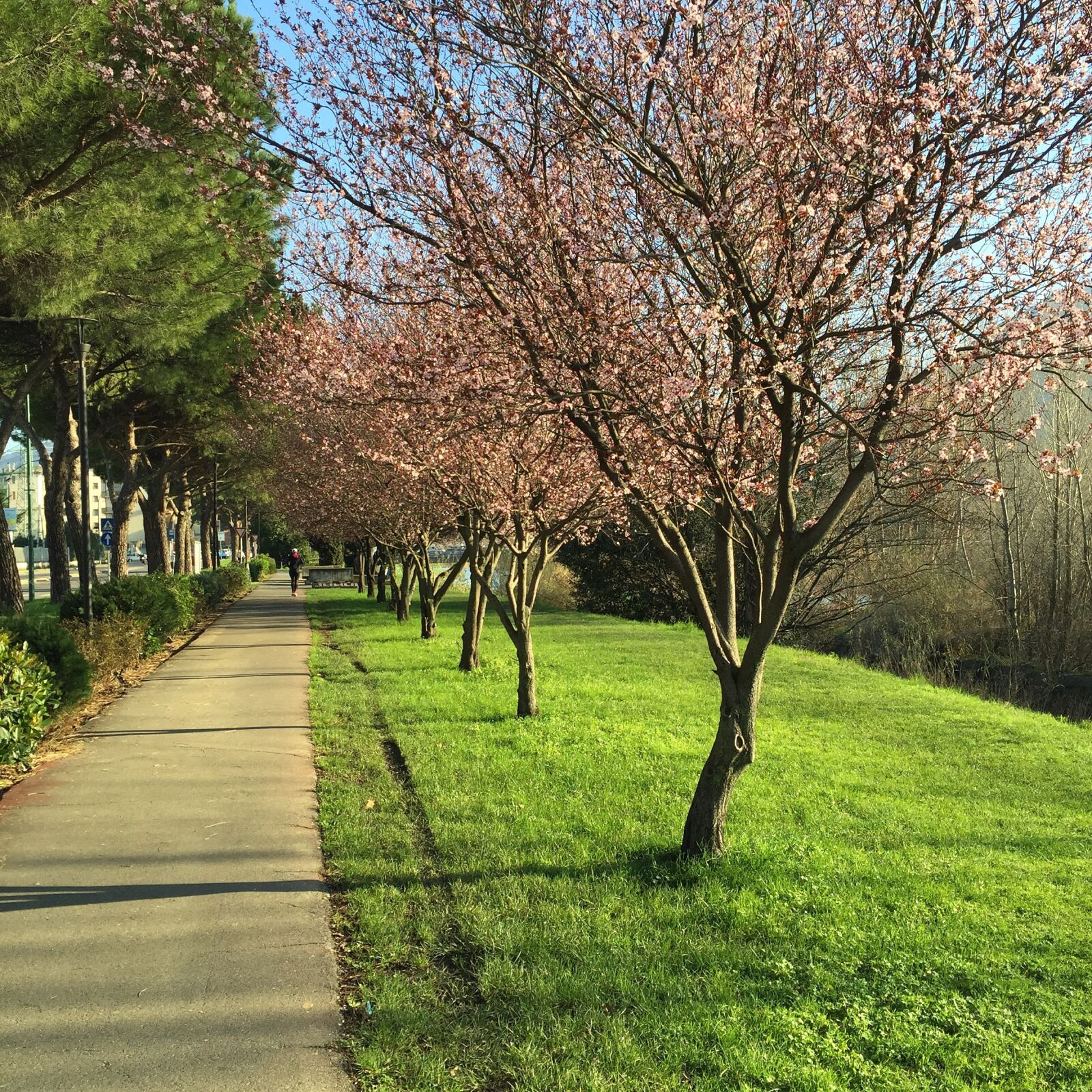 Apple iPhone 6 sample photo. Spring, trees, walk photography