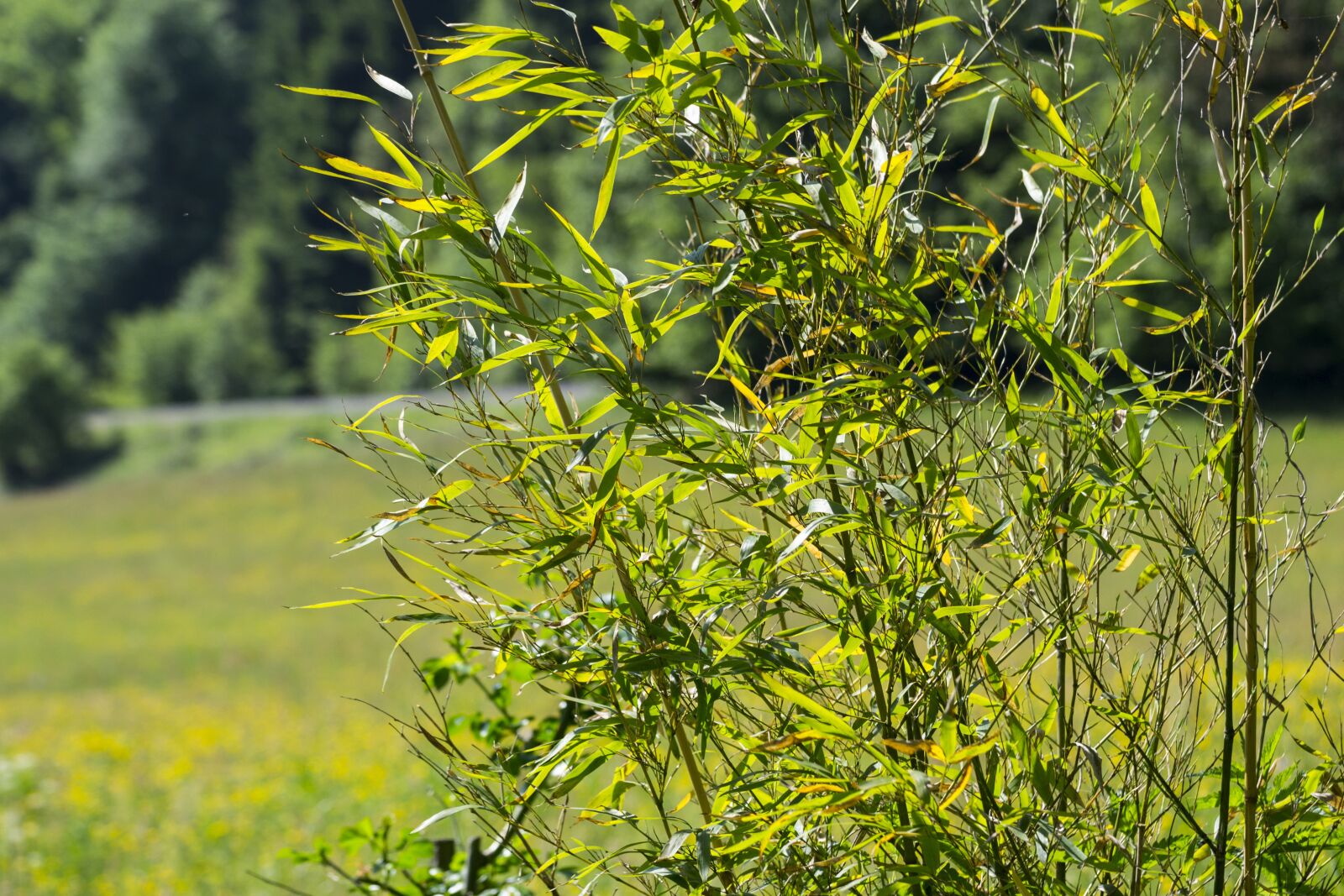 Nikon D3100 sample photo. Nature, green, relax photography
