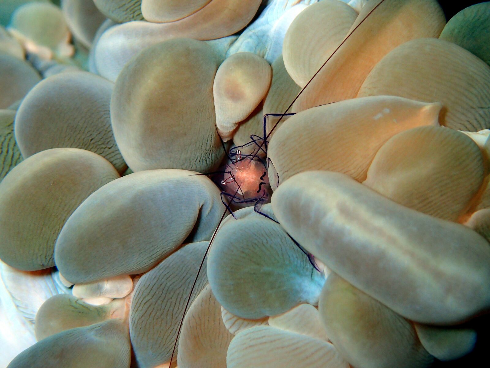 Olympus TG-4 sample photo. Shrimp, crustacean, reef photography