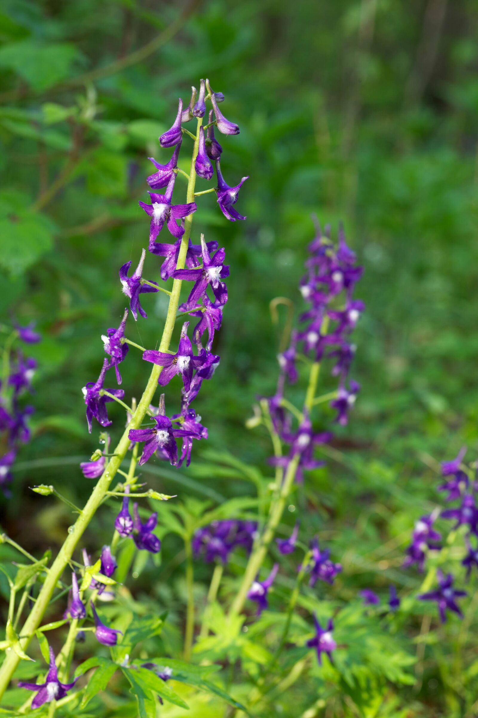 Canon EOS 5D Mark II sample photo. Palmately, lobed, leaves, loose photography