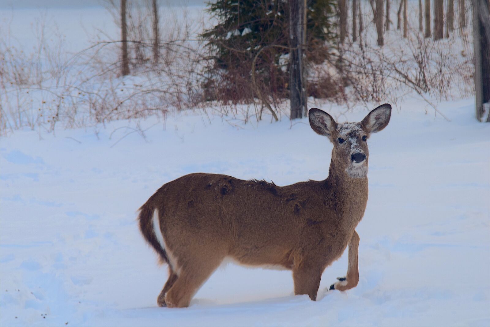 Nikon D3300 sample photo. Deer, snow, beautiful photography