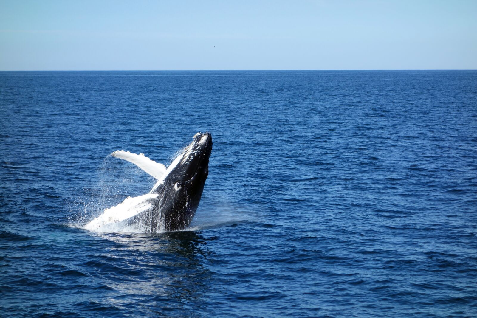 Sony Cyber-shot DSC-RX100 sample photo. Wal, sea, young whale photography