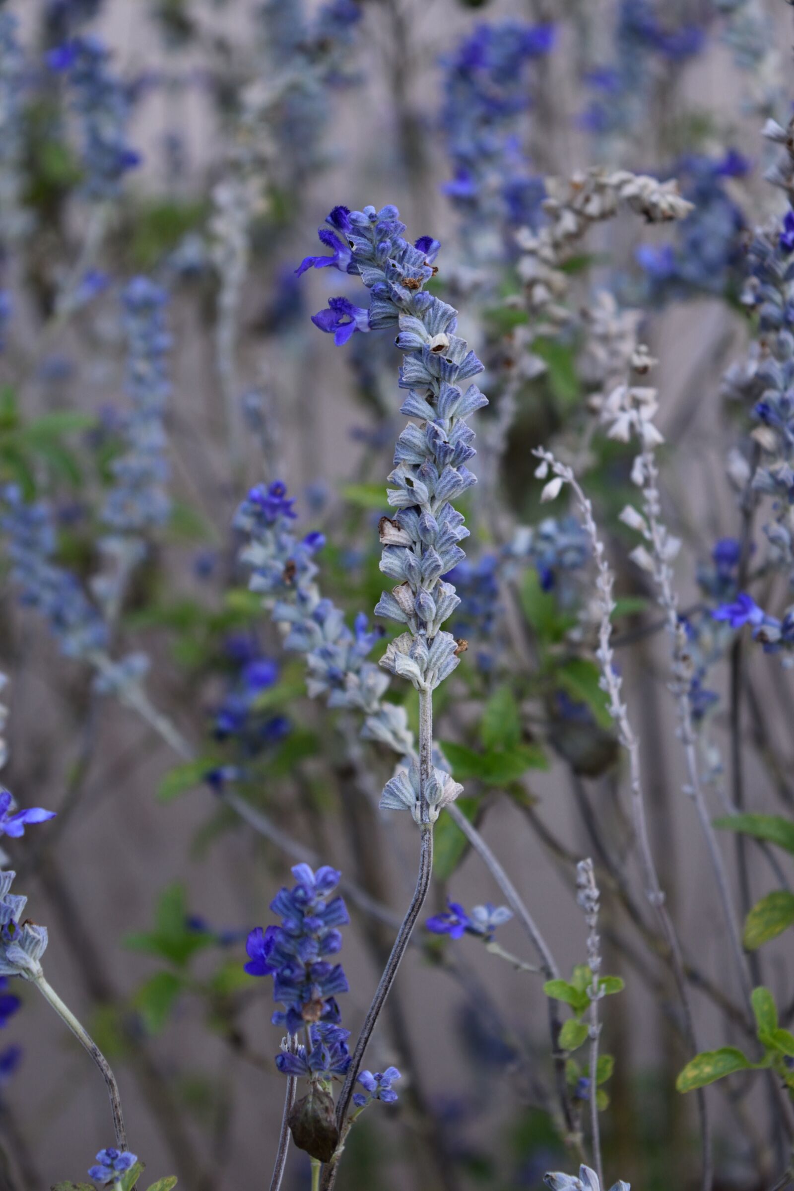 Nikon D3300 sample photo. Flower, salvia photography