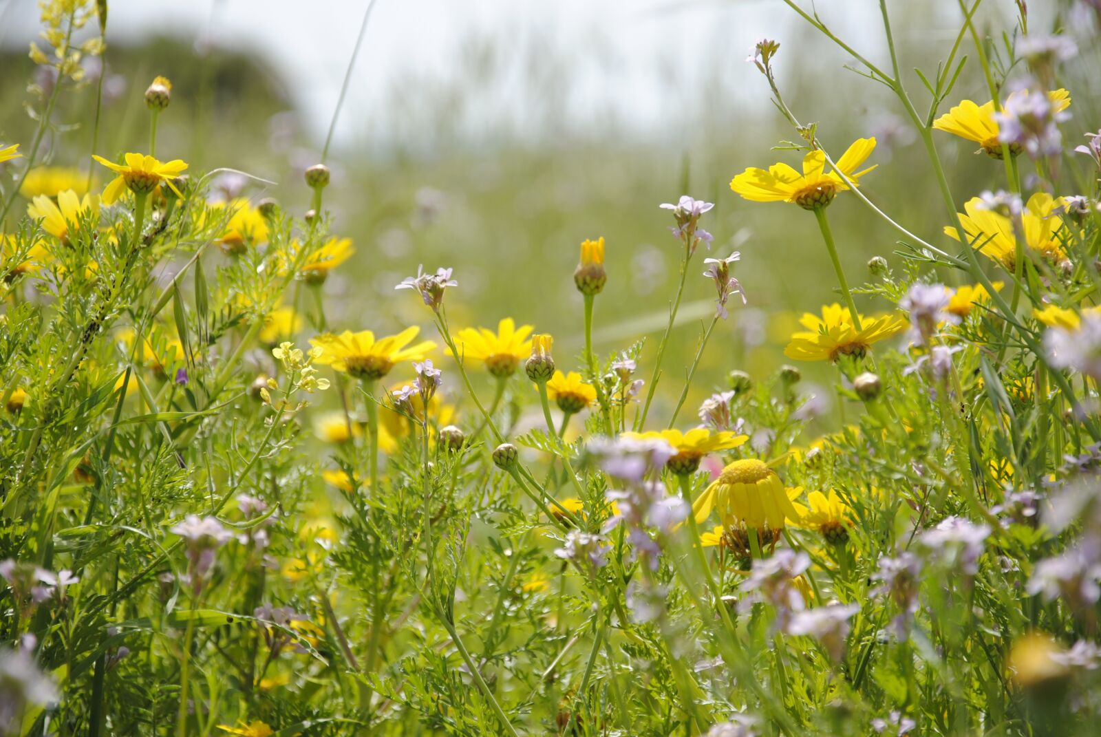 Nikon D3000 sample photo. Flowers, yellow, nature photography