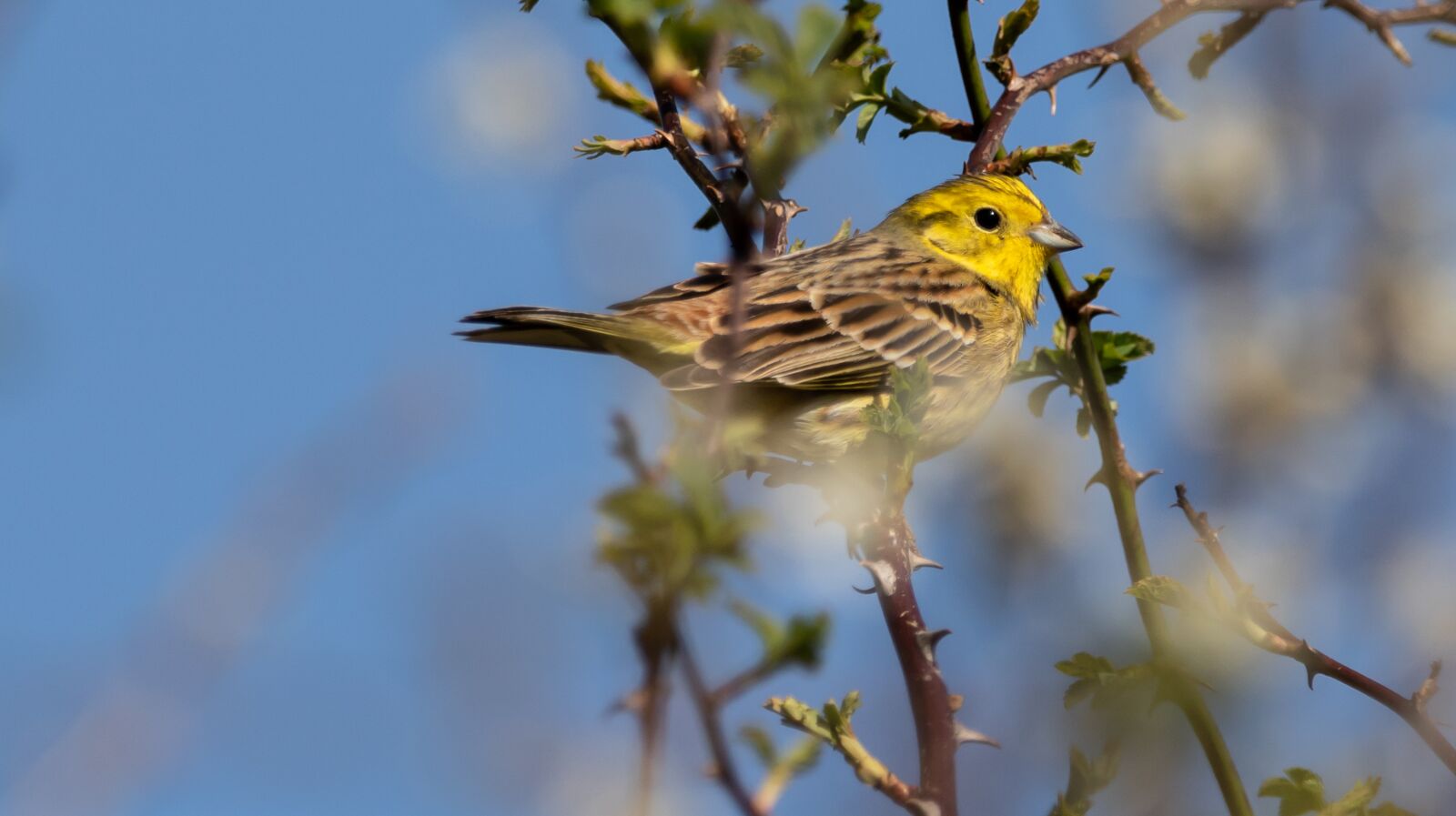 150-600mm F5-6.3 DG OS HSM | Contemporary 015 sample photo. Yellow hammer, yellowhammer, bunting photography