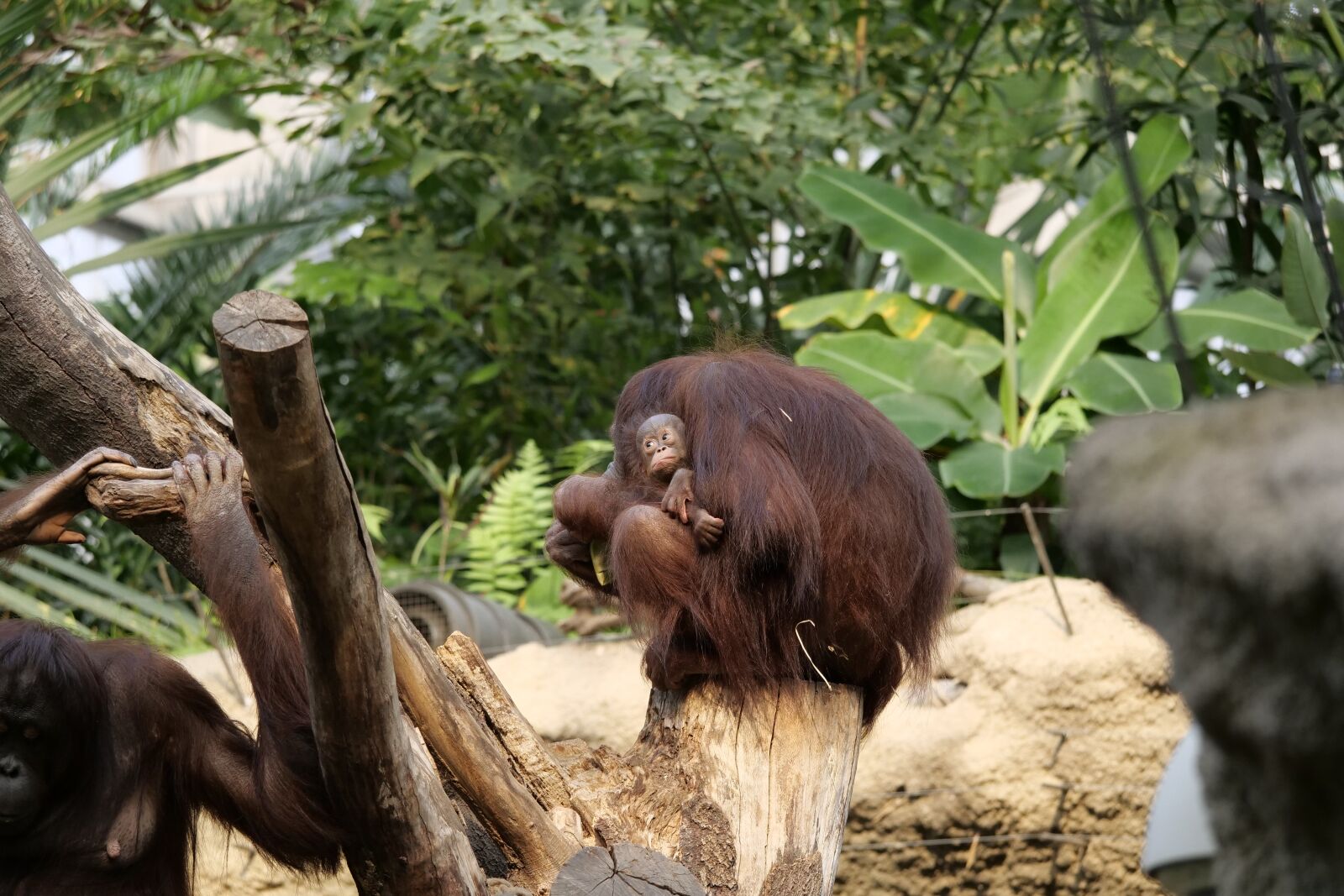 Panasonic Lumix DC-G9 sample photo. Nature, orang-utan, orang-utan-baby photography