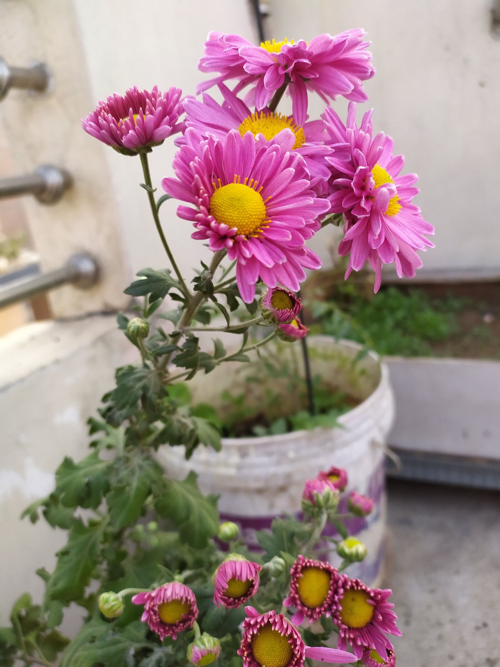 Xiaomi Redmi Note 7S sample photo. Flowers, plant, nature photography