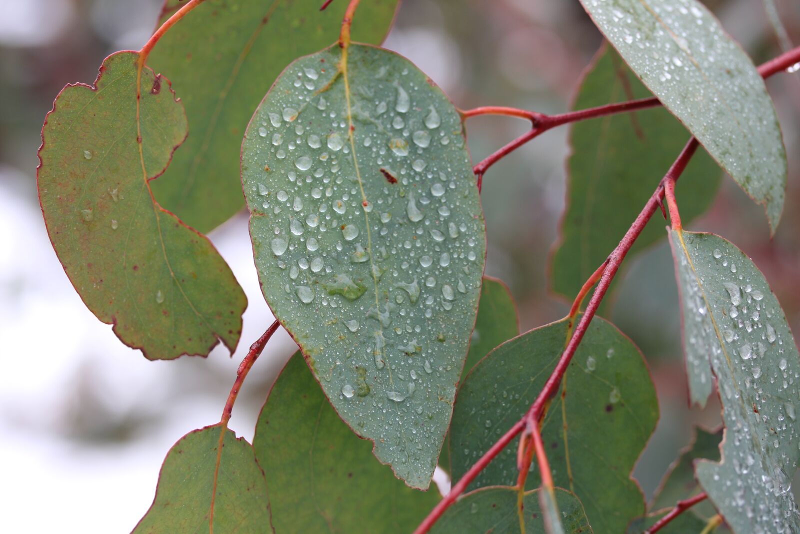 Canon EF-S 60mm F2.8 Macro USM sample photo. Leaf, tree, nature photography