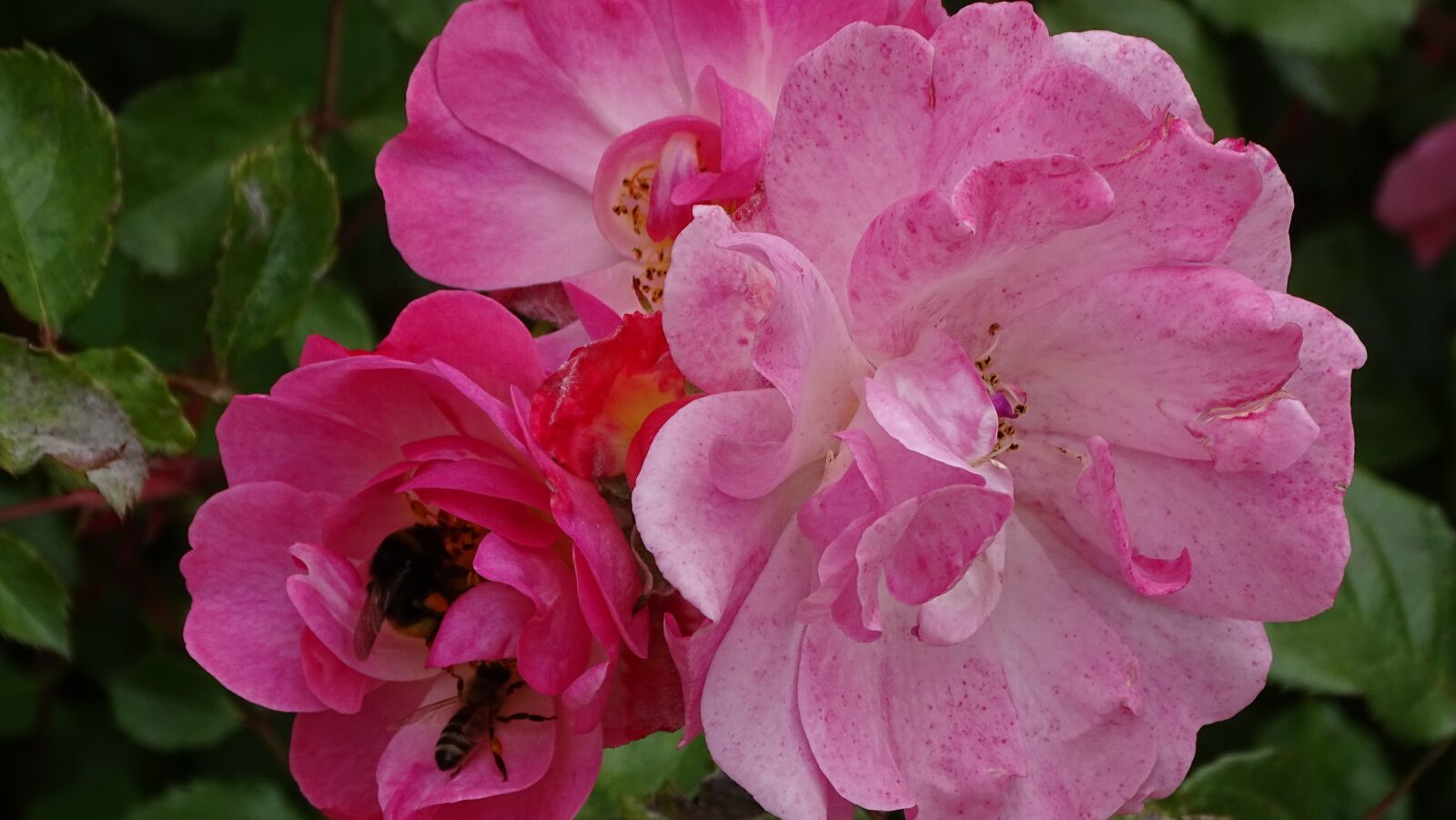 Sony Cyber-shot DSC-HX400V sample photo. Garden, rose, flower photography