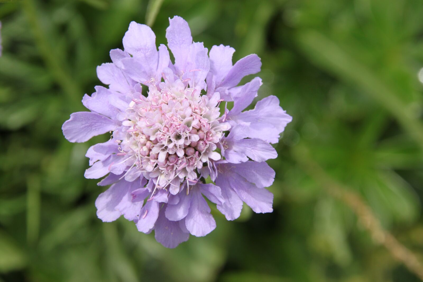 Canon EOS 500D (EOS Rebel T1i / EOS Kiss X3) sample photo. Flower, alpine, alpine flower photography
