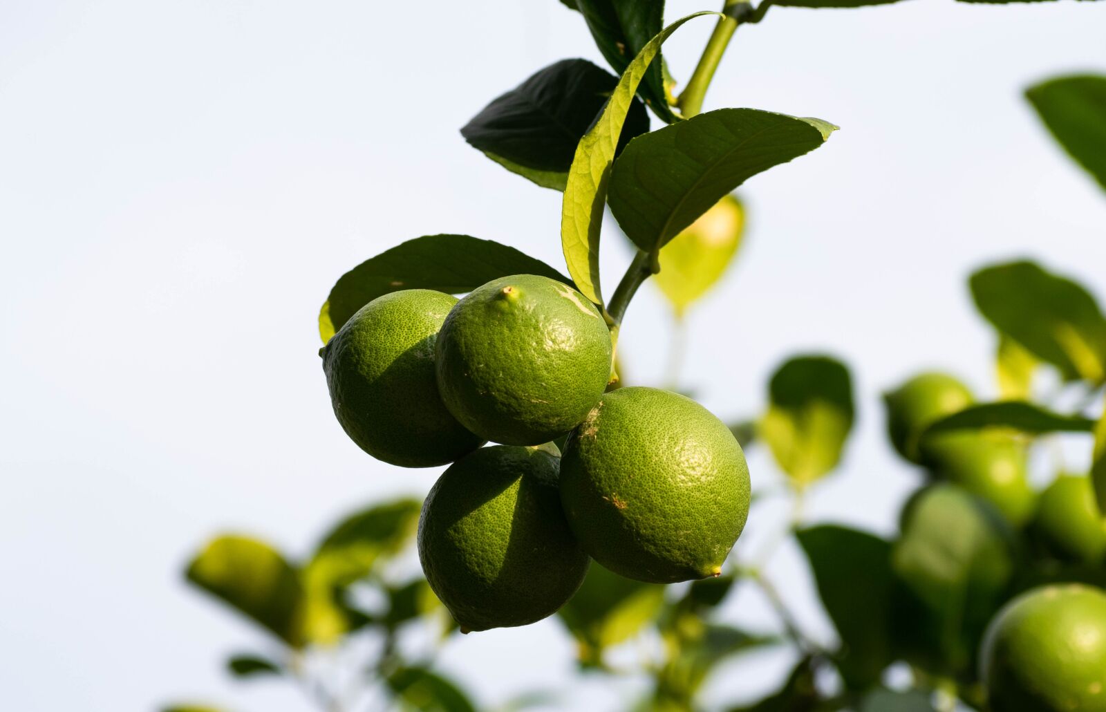 Nikon D3300 sample photo. Lemon, unripe, green photography