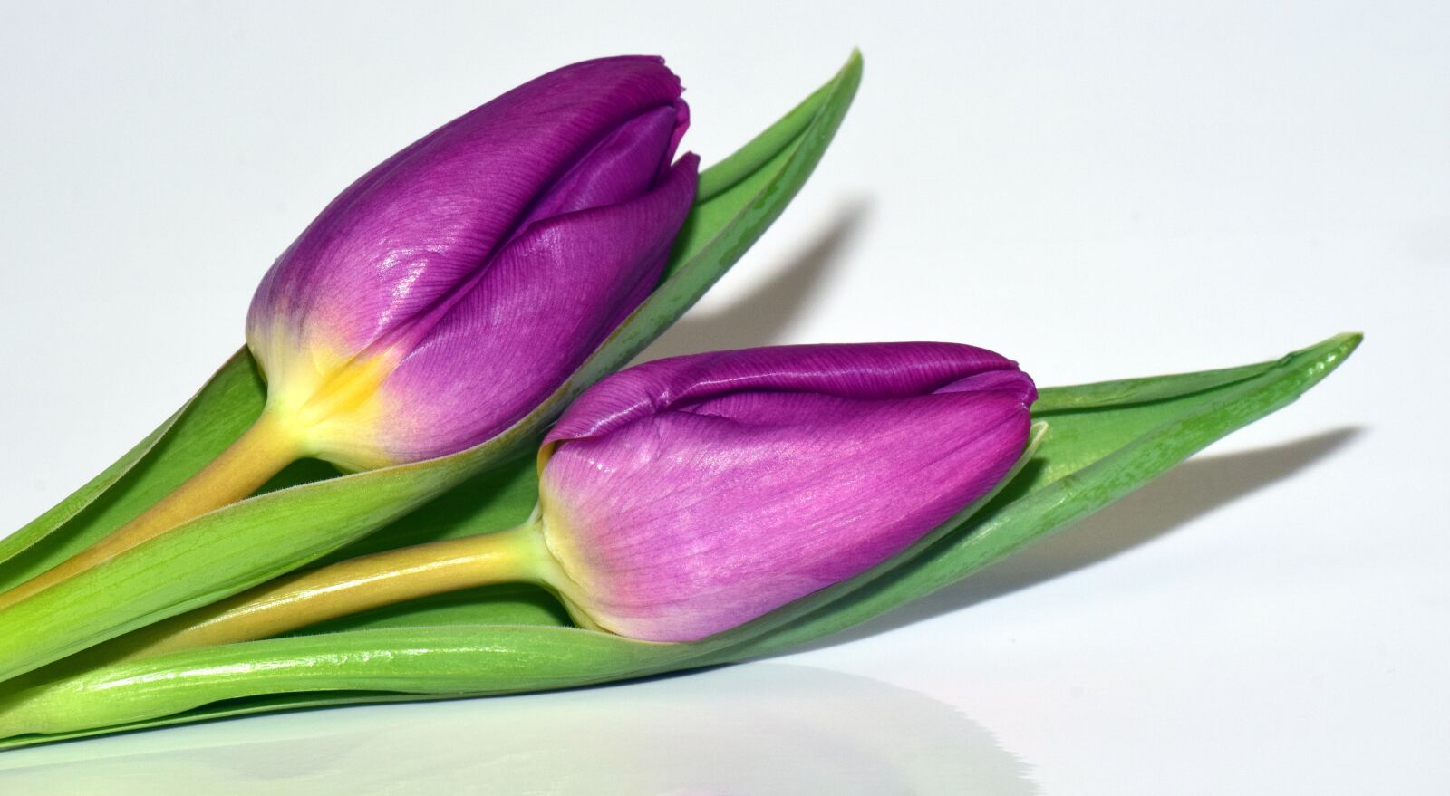 Nikon D3300 sample photo. Viola, purple, flowers photography