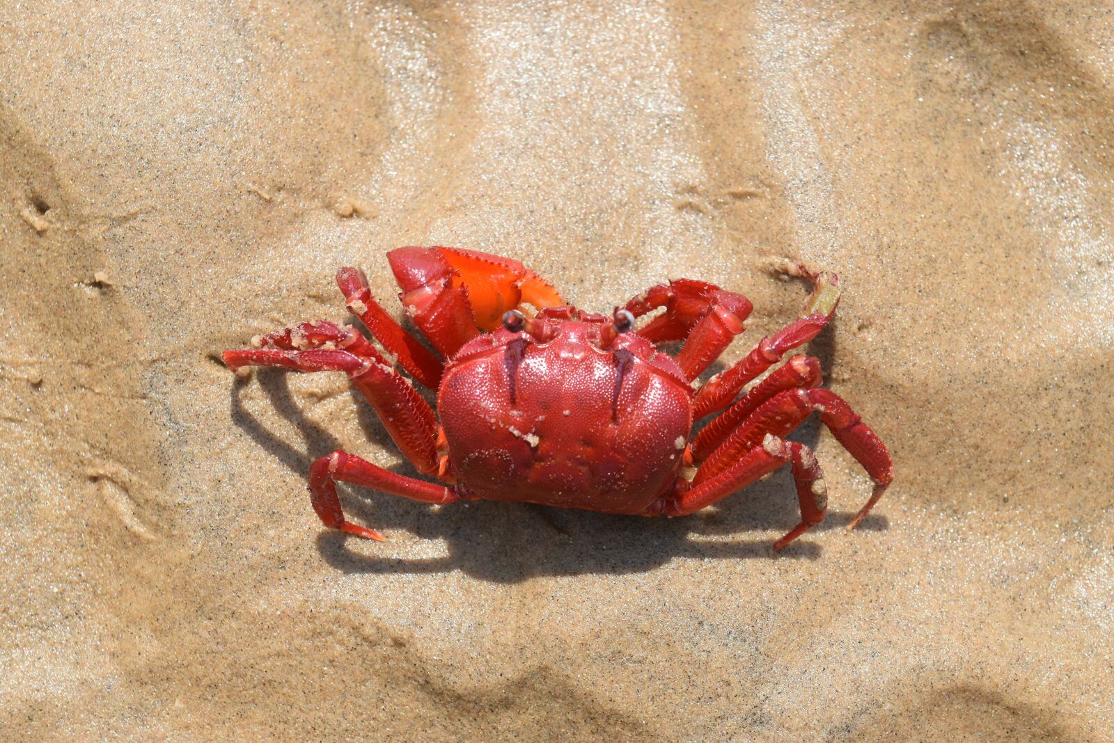 Nikon D5500 sample photo. Red crab, red, beach photography