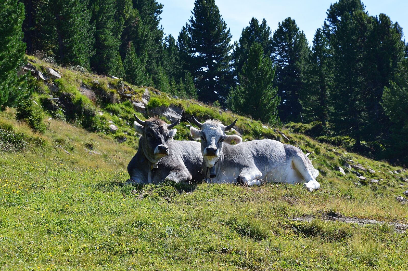 Nikon D3200 sample photo. Cow, alm, tyrol photography