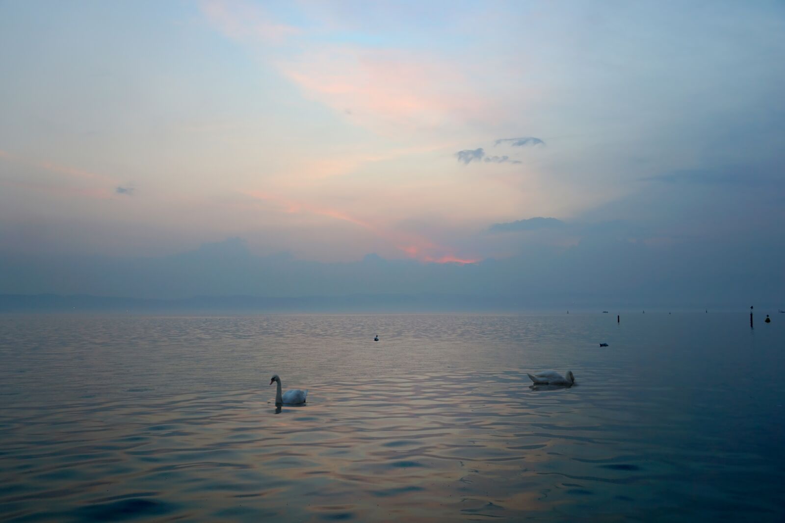 Sony a6000 sample photo. Evening, lake, swans photography