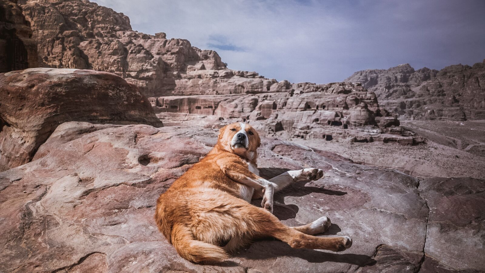 Nokia 808 PureView sample photo. Dog, desert, animal photography