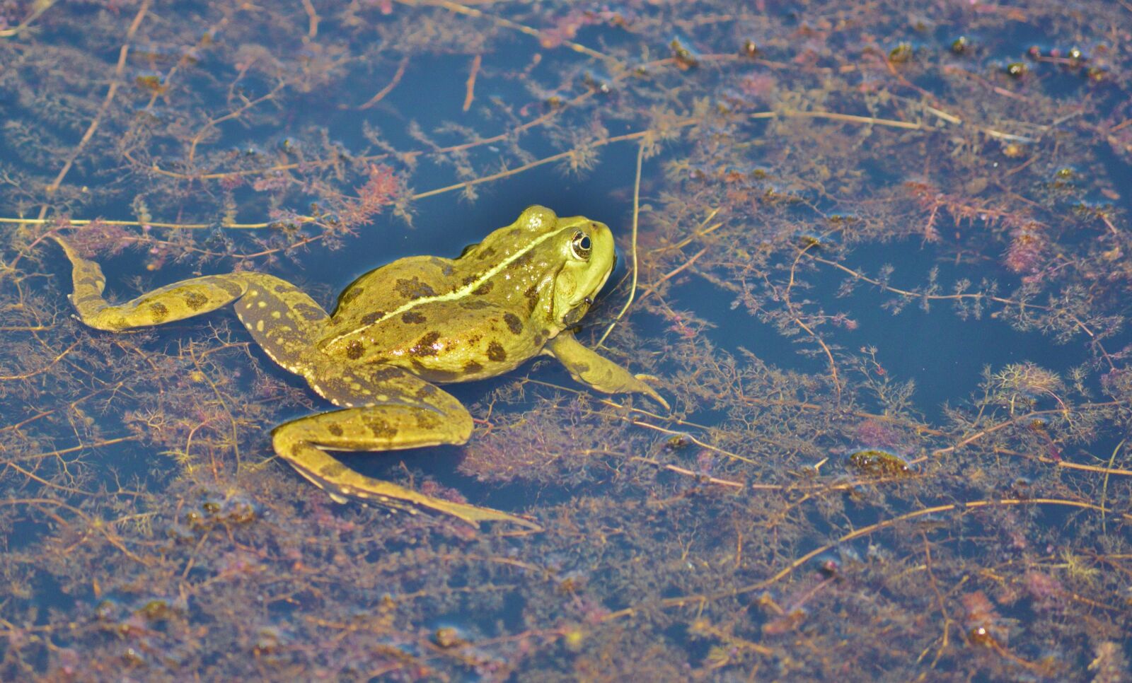 Nikon D3200 sample photo. Frog, pond, garden pond photography