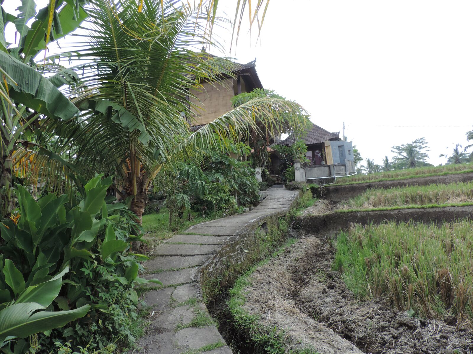 Nikon Coolpix P520 sample photo. Bali, road, outdoor photography