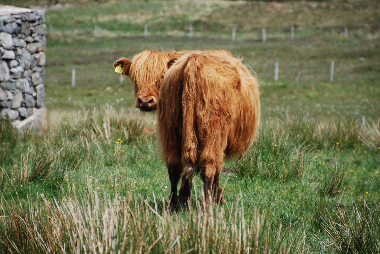 Nikon D60 sample photo. Cow, hairy cow, meadow photography