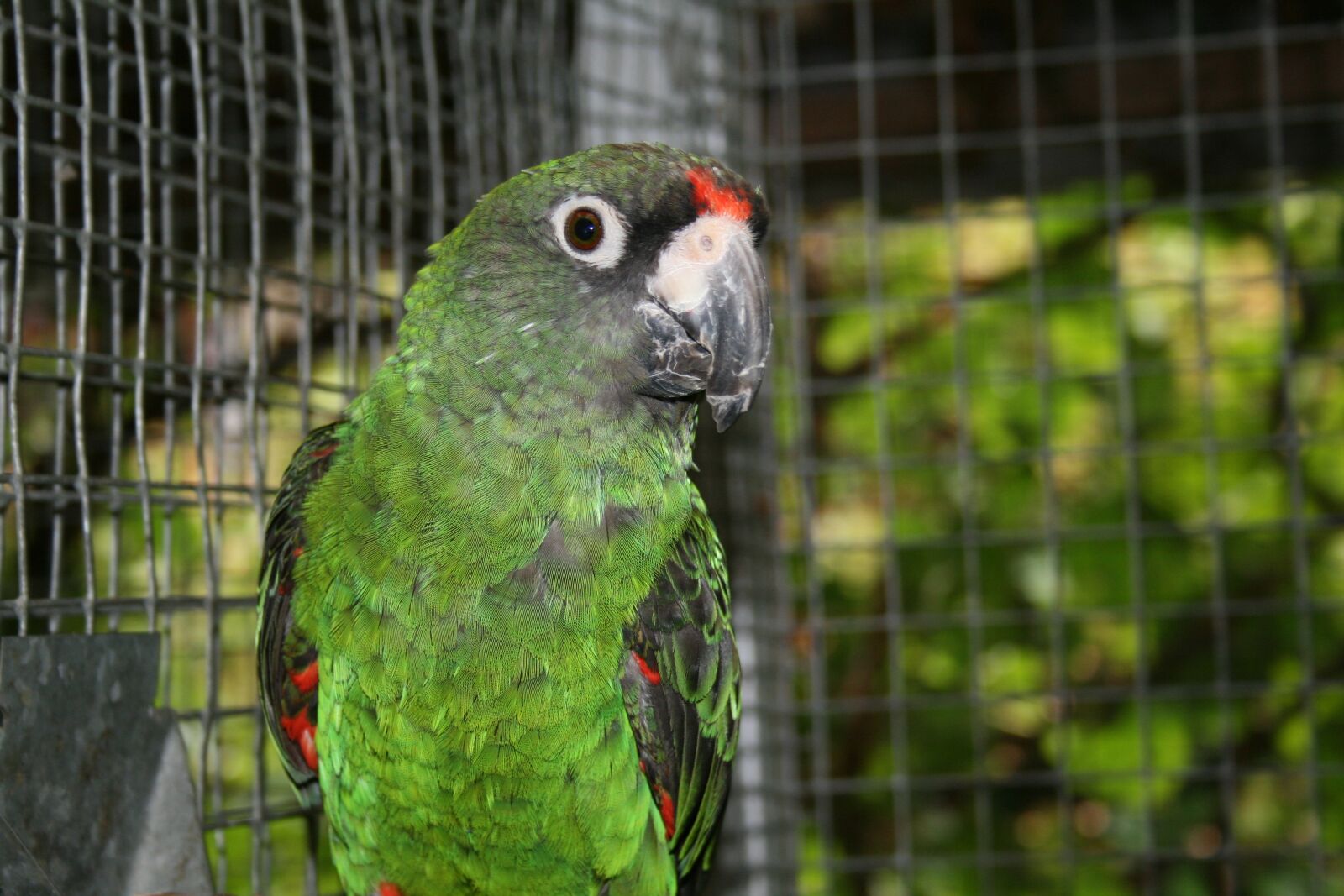 Canon EOS 400D (EOS Digital Rebel XTi / EOS Kiss Digital X) sample photo. Jardine's parrot, bird, parrot photography