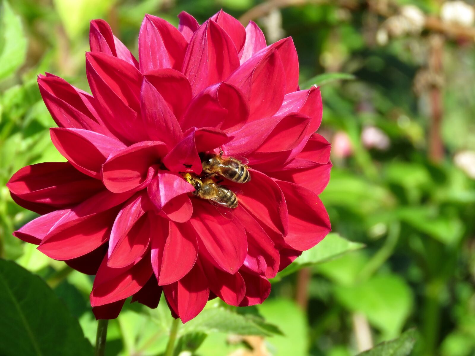 Canon PowerShot SX60 HS sample photo. Flower, dahlia, bees photography