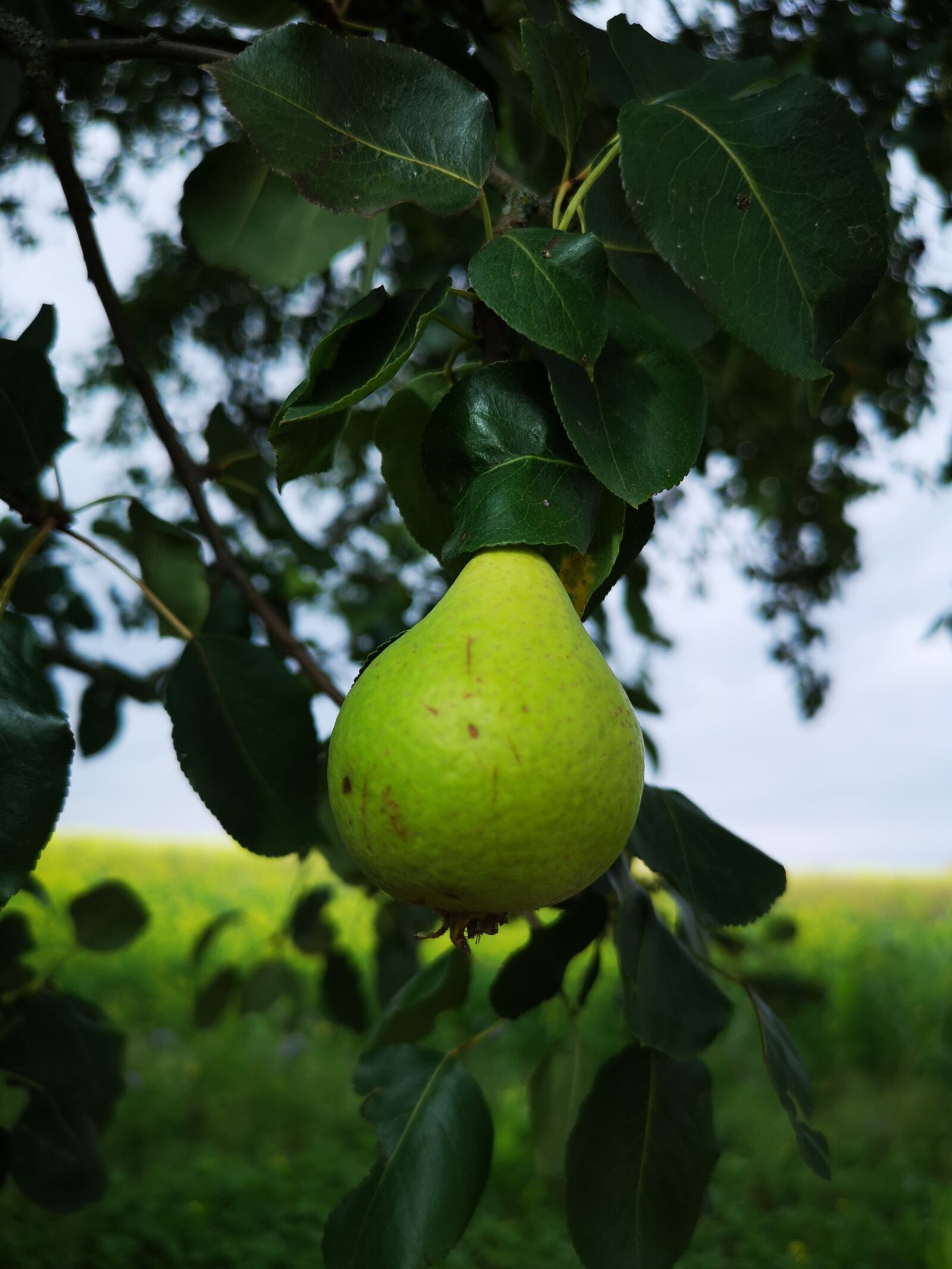 HUAWEI CLT-L29 sample photo. Pear, tree, harvest sky photography