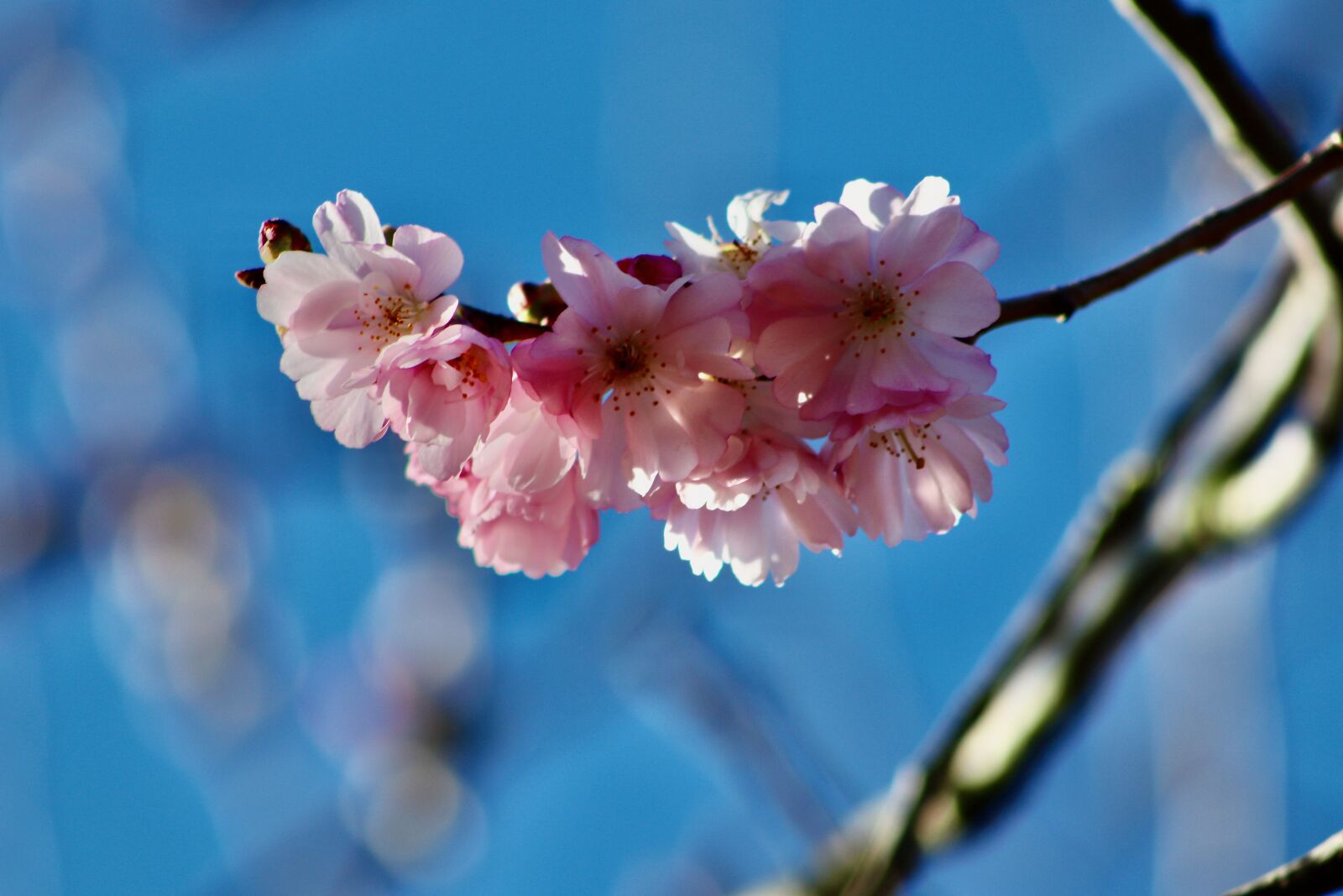 Canon EOS 77D (EOS 9000D / EOS 770D) sample photo. Spring cherry, higankirsche, flowering photography