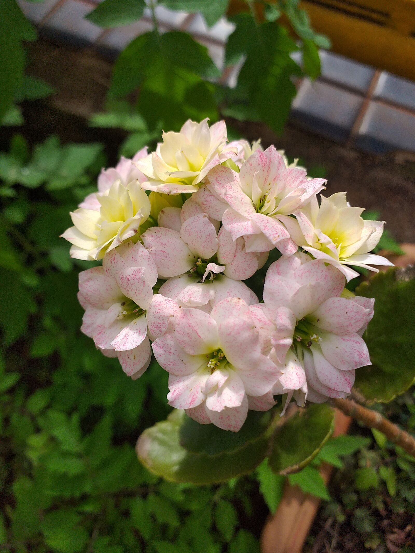 Samsung Galaxy J6+ sample photo. Flowers, garden, spring photography