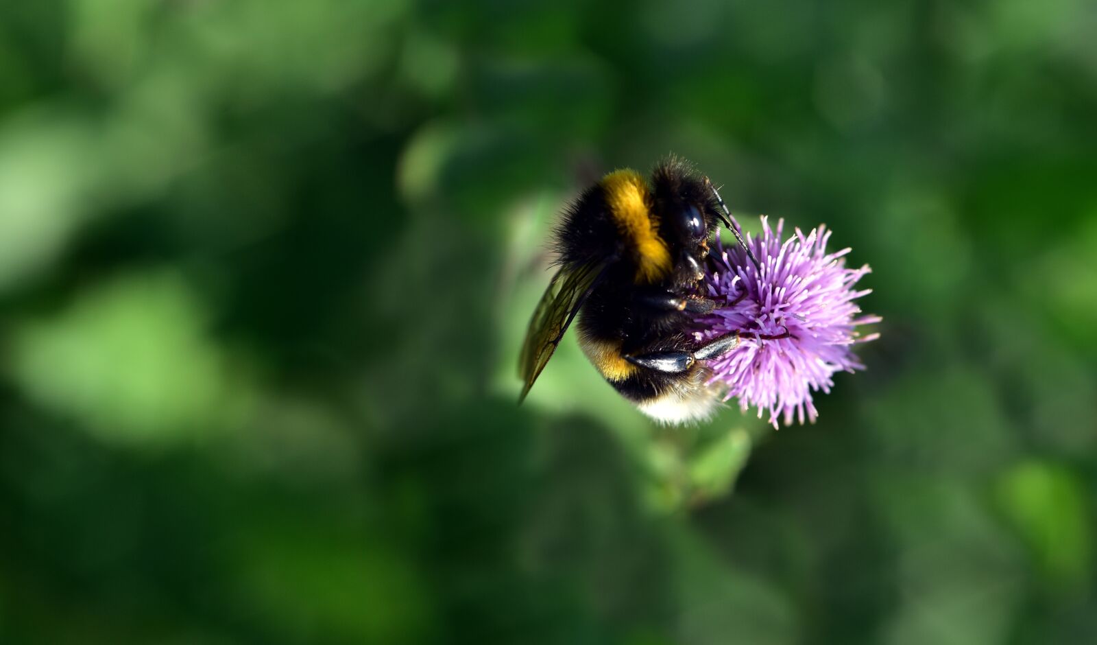 Nikon D750 sample photo. Hummel, blossom, bloom photography