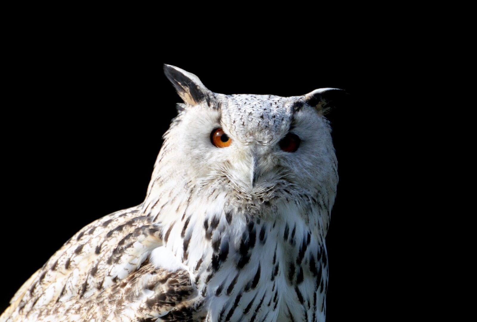 Nikon D3200 sample photo. Barn owl, owl, raptor photography