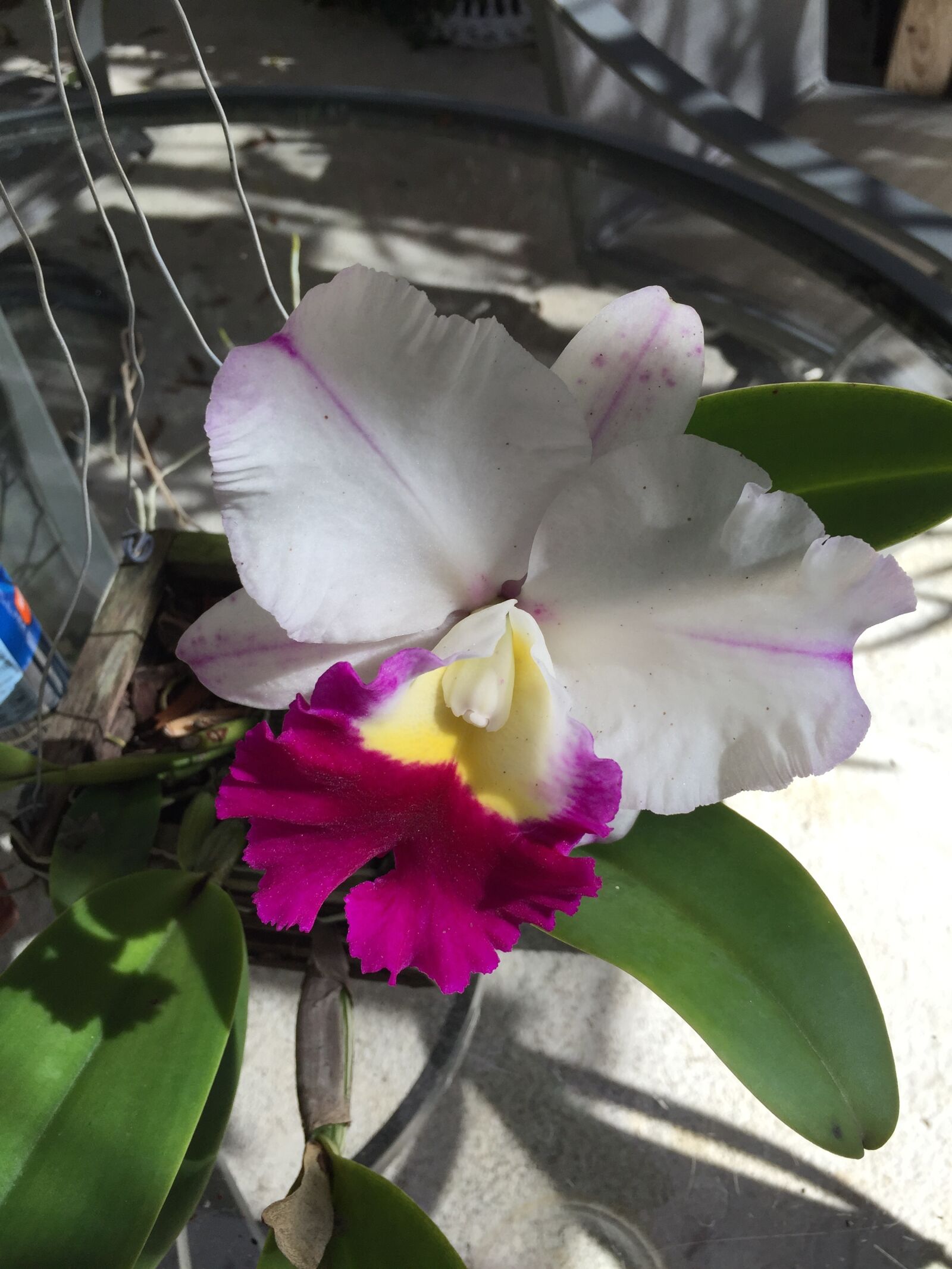Apple iPhone 6 sample photo