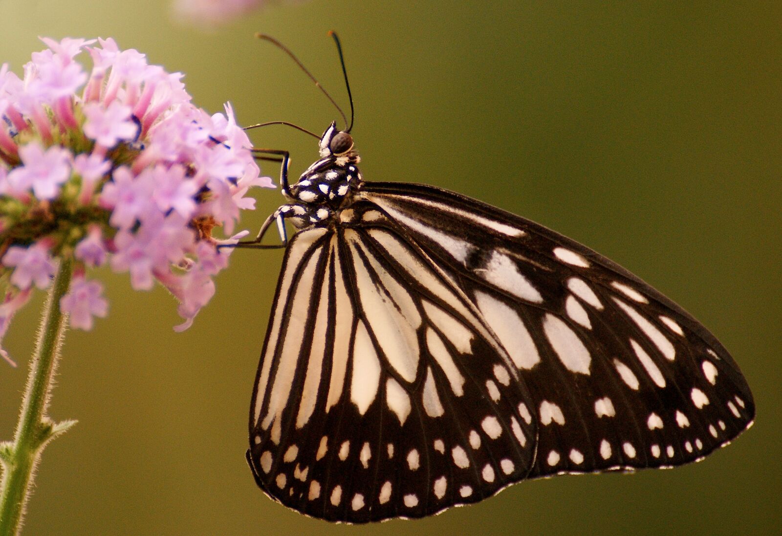 Sony Alpha DSLR-A350 sample photo. Butterfly, flower, exotic photography