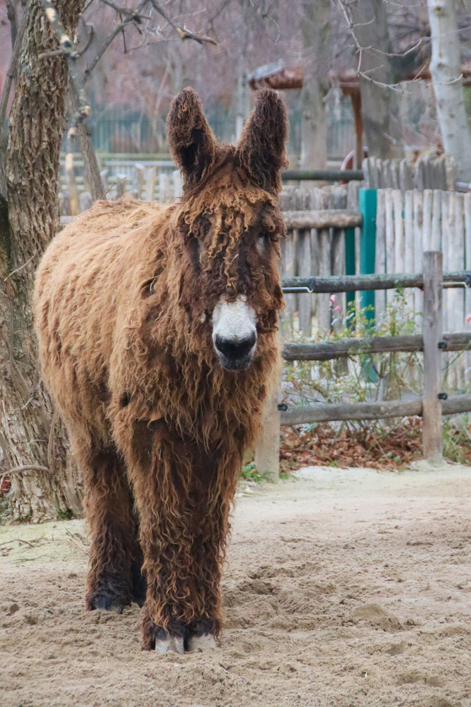 Canon EOS 77D (EOS 9000D / EOS 770D) sample photo. Donkey, poitou, home photography