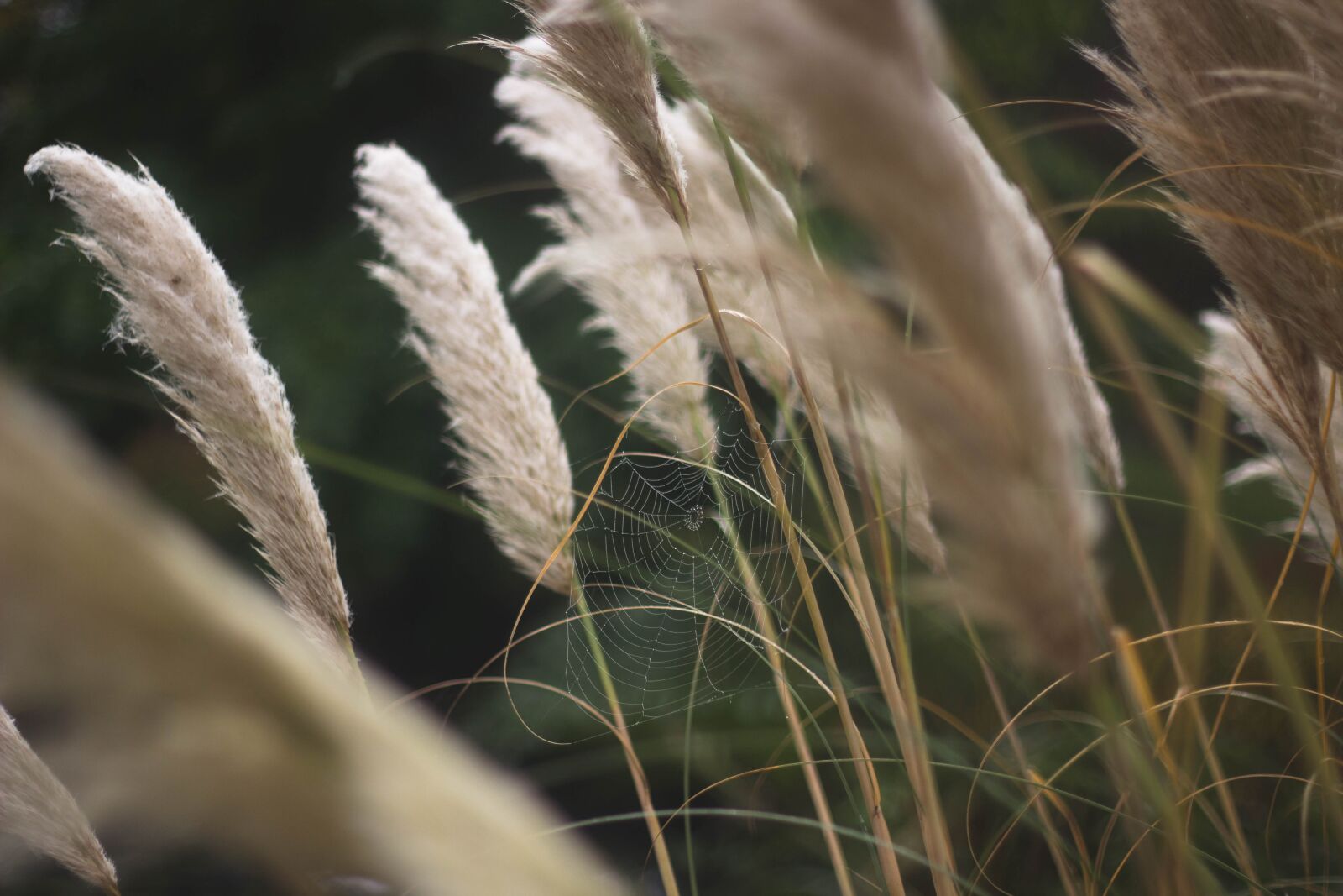 Canon EOS 600D (Rebel EOS T3i / EOS Kiss X5) + Canon EF 50mm F1.8 II sample photo. Beautiful, bird, close-up photography