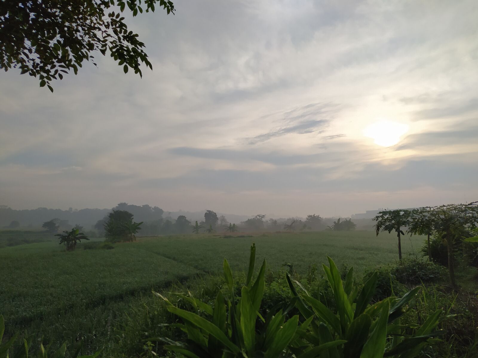 Xiaomi Redmi Note 8 sample photo. Field, garden, plant photography