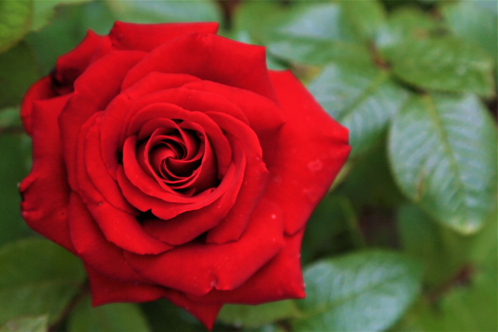 Canon EF 24-105mm F4L IS USM sample photo. Rose, spring, nature photography