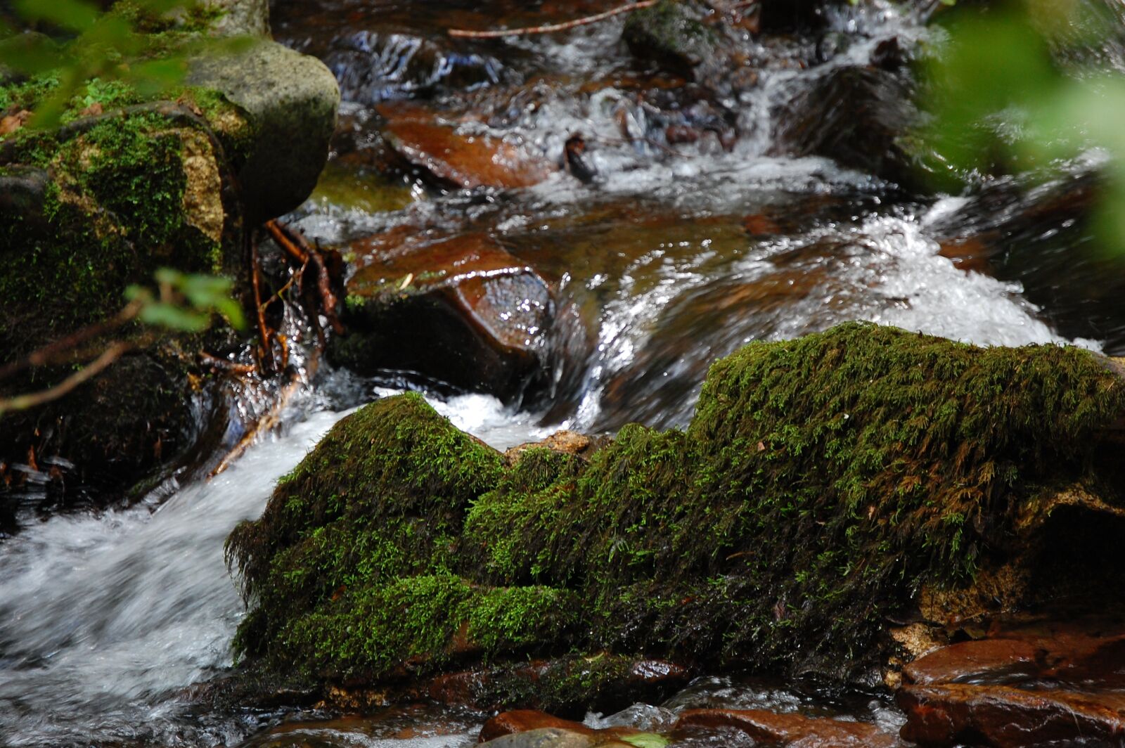 Nikon D40 sample photo. Nature, moss, forest photography