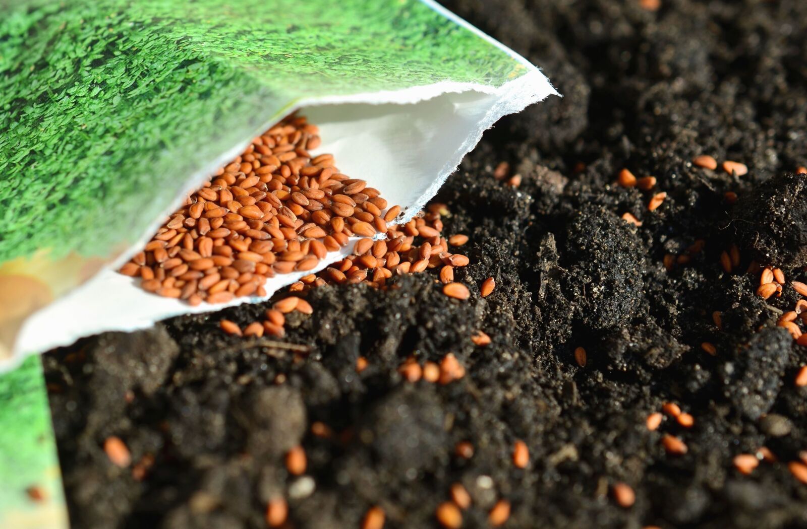 Nikon D5100 sample photo. Seed, soil, plant, agriculture photography