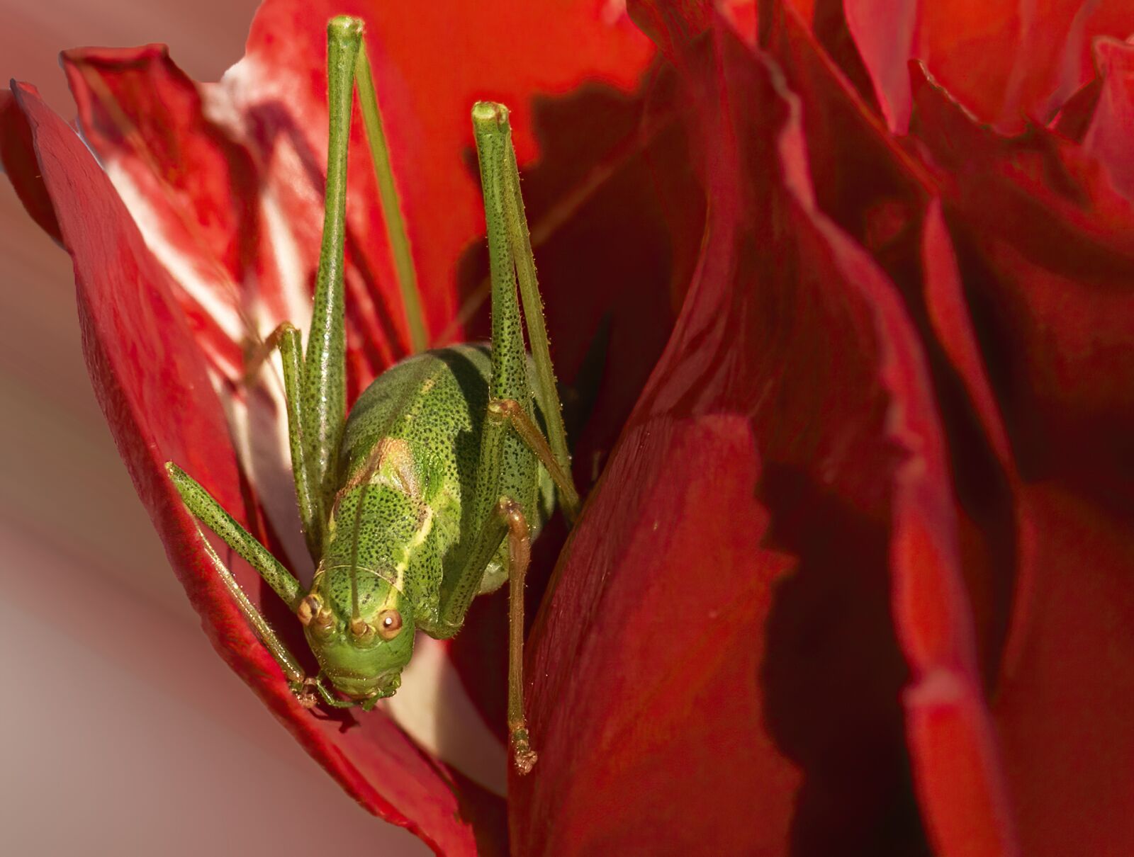 Nikon D7100 sample photo. Grasshopper, green, insect photography
