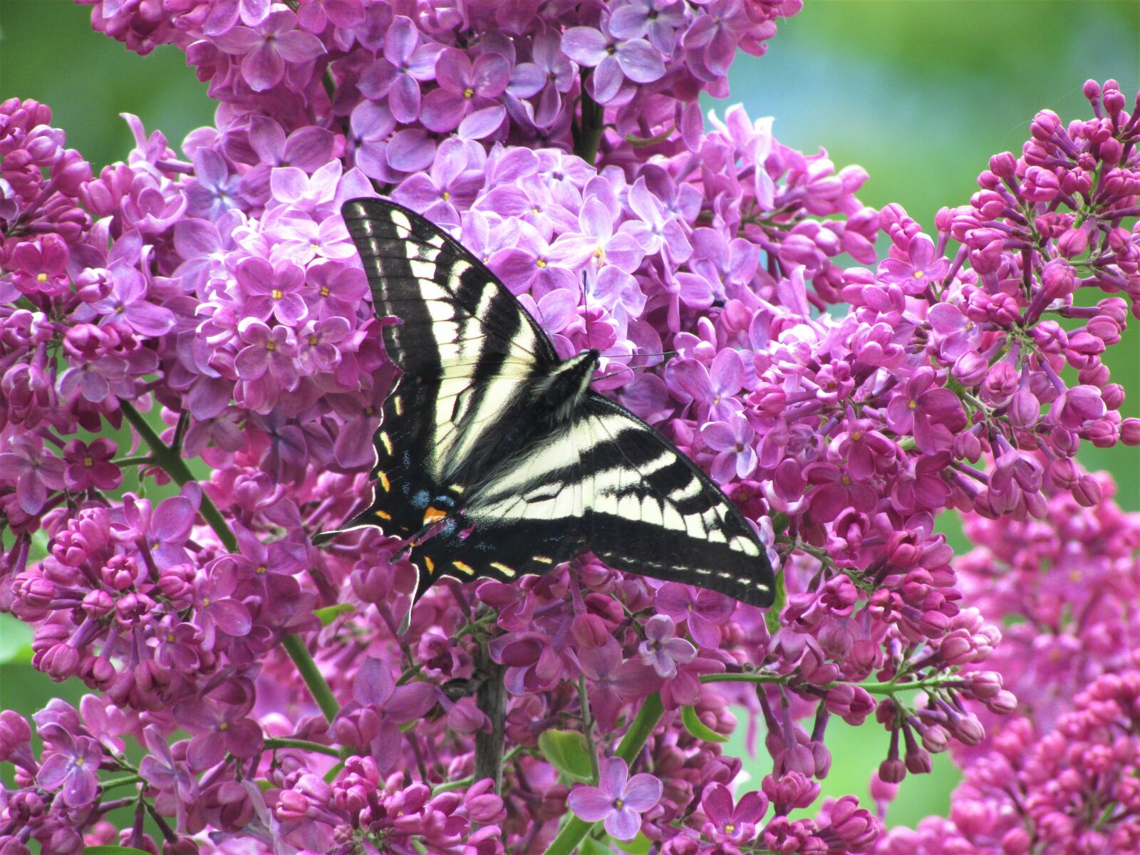 Canon PowerShot SX500 IS sample photo. Pale tiger swallowtail, pale photography
