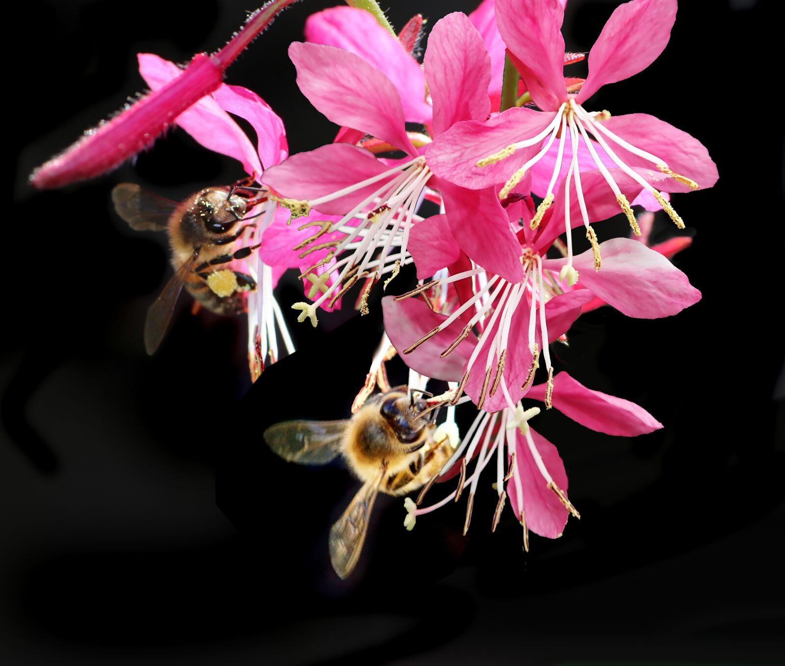 Tamron SP 90mm F2.8 Di VC USD 1:1 Macro sample photo. Bees, insects, pollen photography