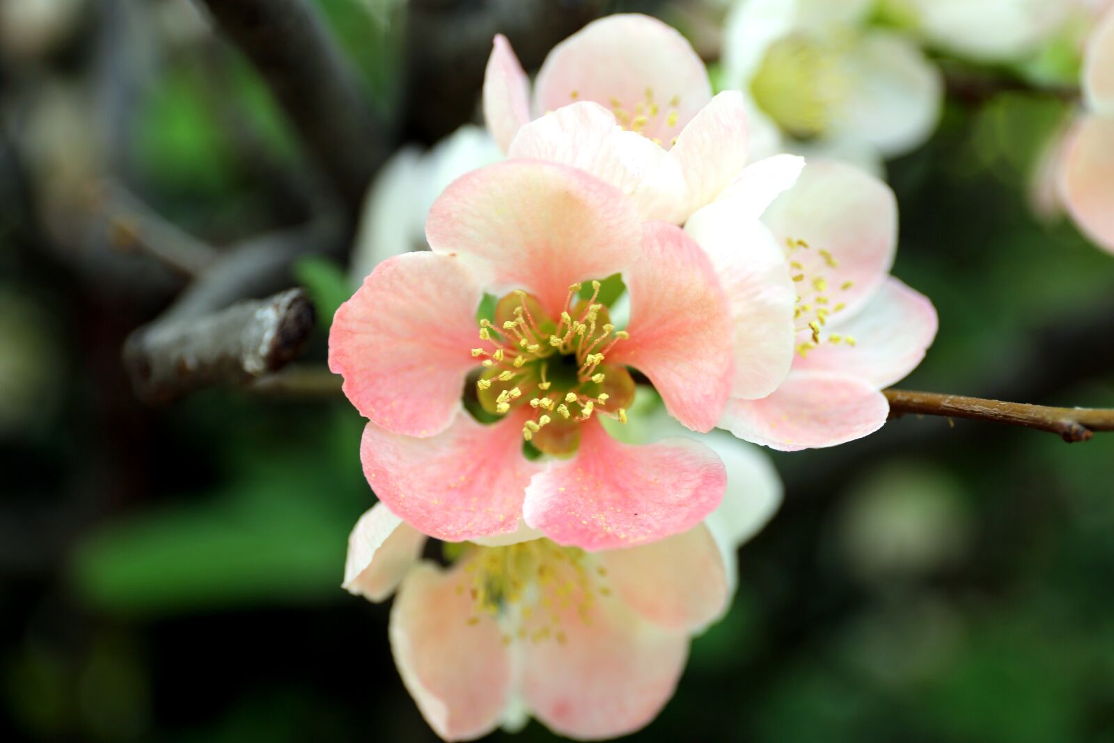 Canon EF 24-70mm F4L IS USM sample photo. Flowers, nature, quince flower photography