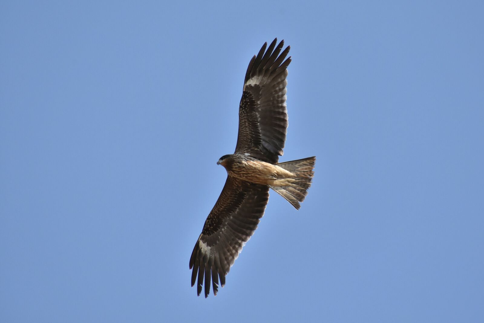 Nikon D7200 sample photo. Animal, sky, bird photography