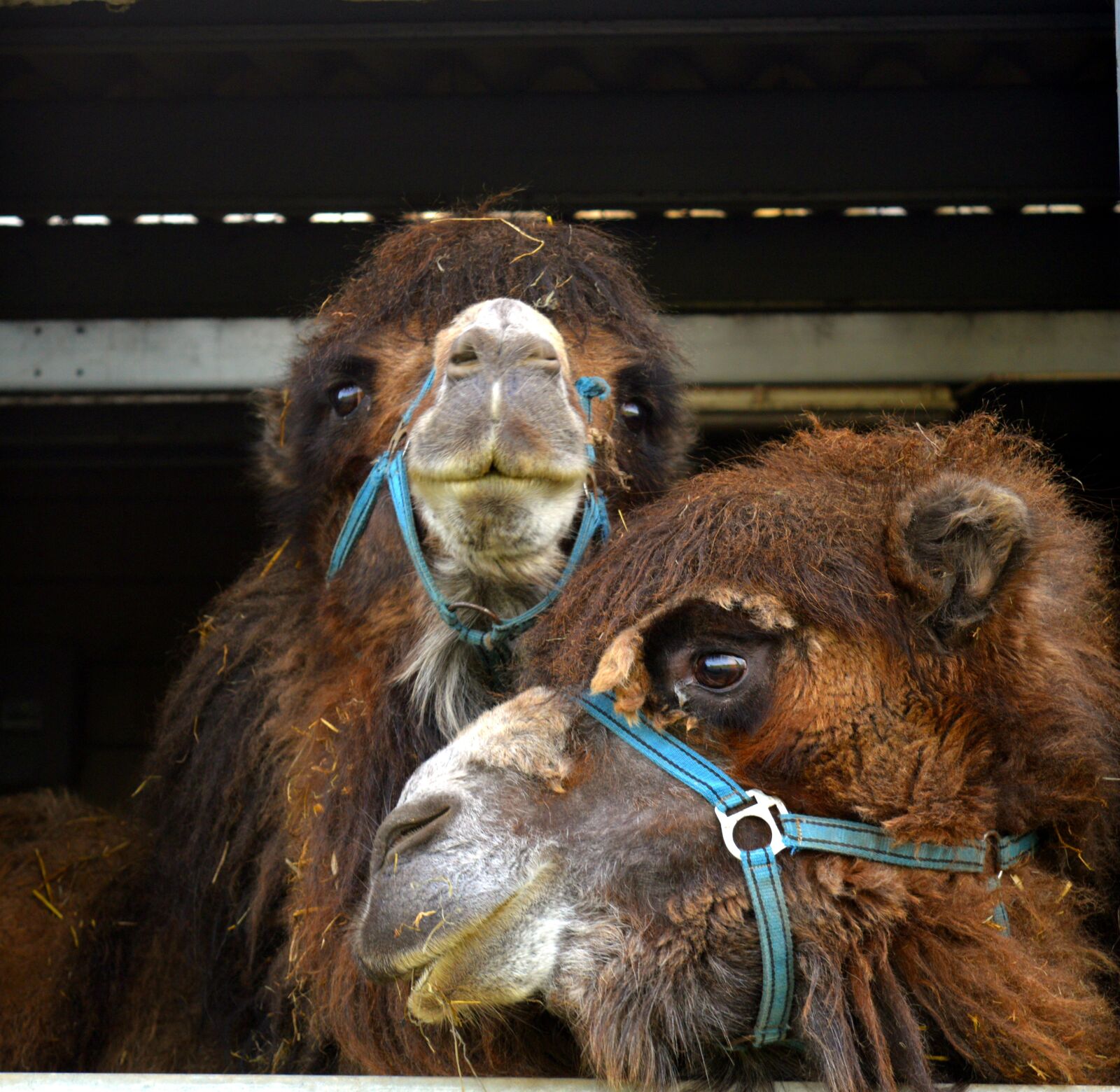Nikon D3200 sample photo. Camel, desert ship, animal photography