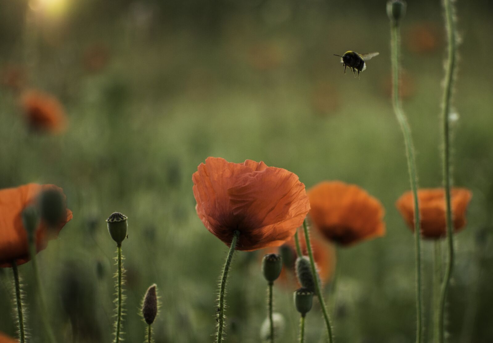 Nikon D7200 sample photo. Poppy, poppy flower, flower photography