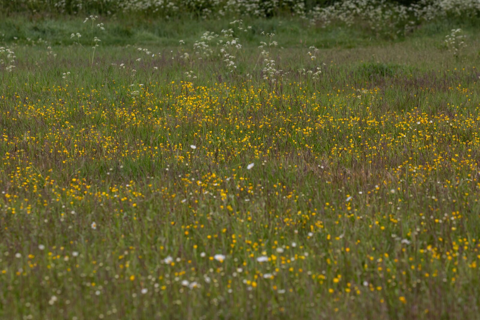 Canon EOS 5D Mark III sample photo. Daisy, wild flower, large photography