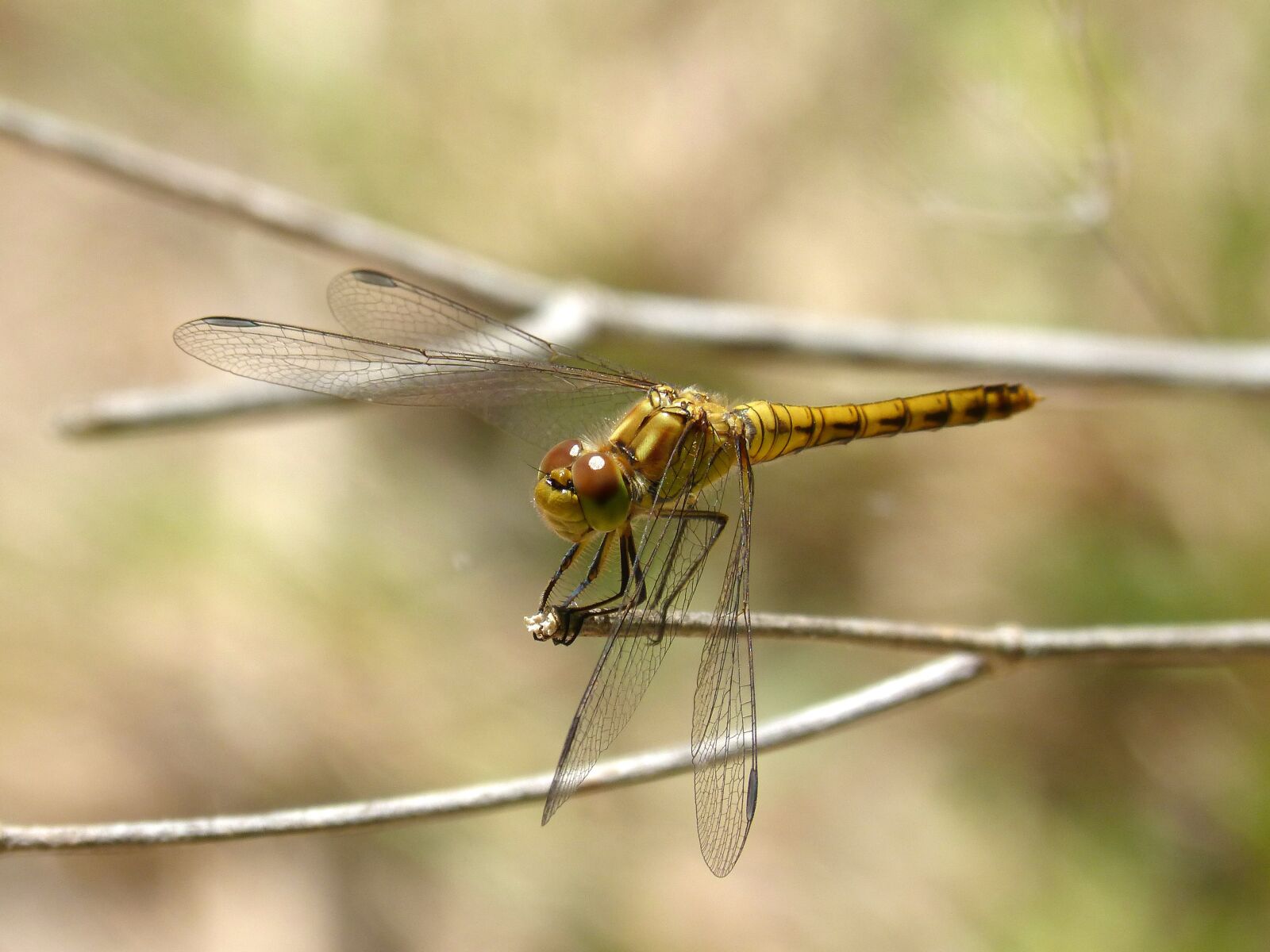 Panasonic DMC-FZ62 sample photo. Dragonfly, yellow dragonfly, cordulegaster photography