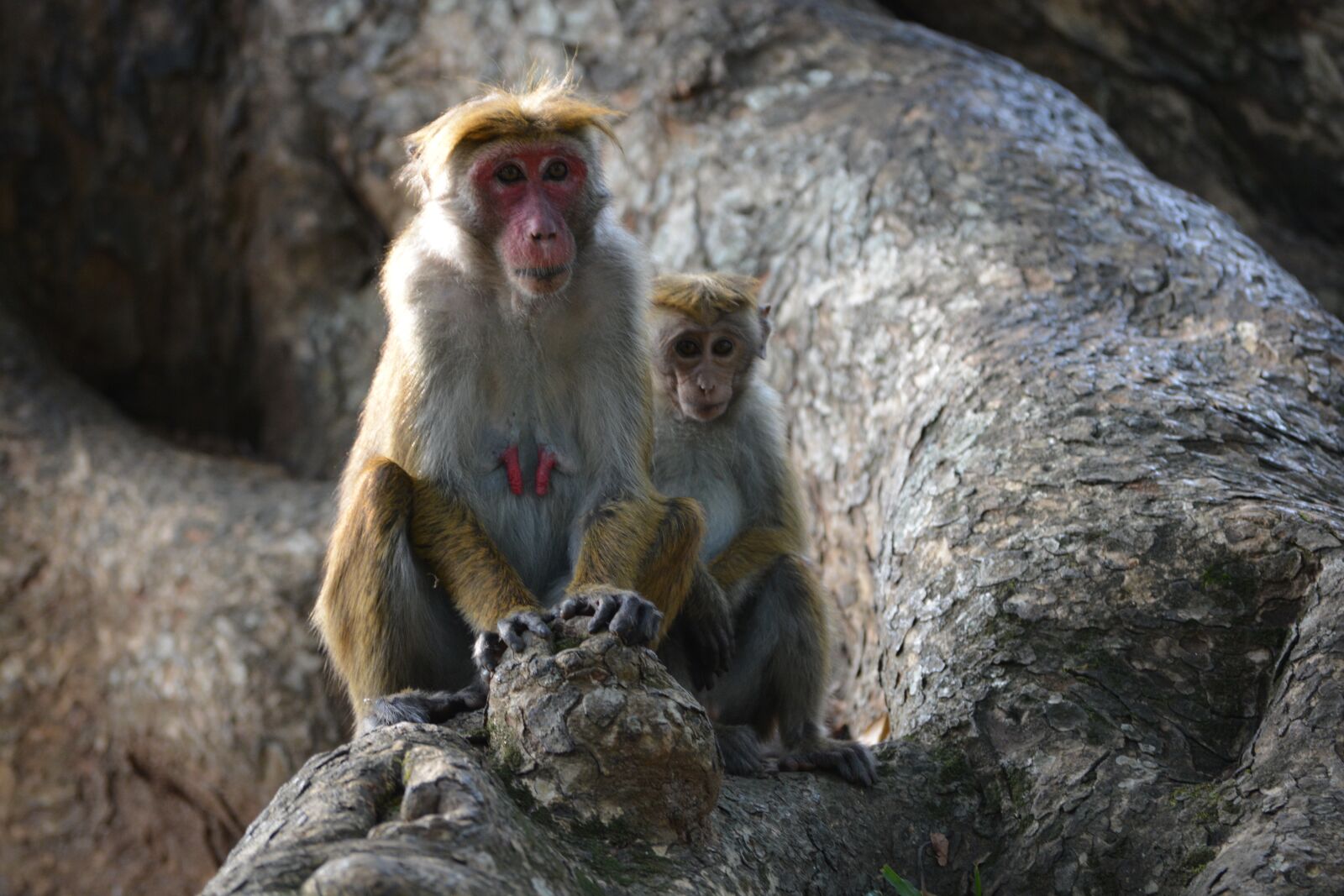 Nikon D5200 sample photo. Monkey, primate, ape photography